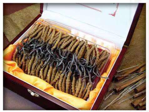 垫江冬虫夏草回收